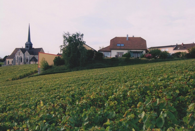 Champagne Vincent JOUDART - Le vignoble