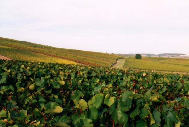 Champagne Vincent JOUDART - Le vignoble