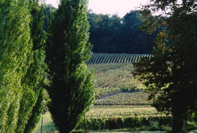 Champagne Vincent JOUDART - Le vignoble