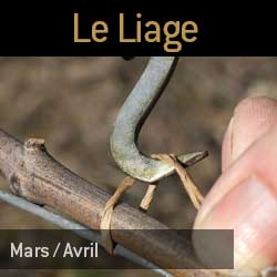 Le liage en champagne