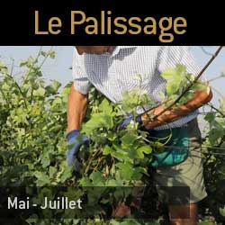 La palissage en champagne