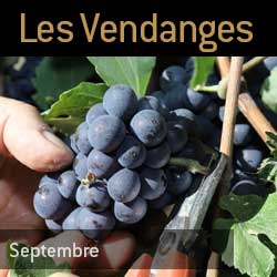 Les vendanges en champagne